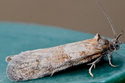 Tortricodes alternella